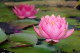 Tanzen auf dem Wasser