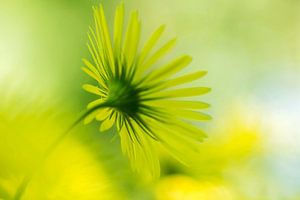 Yellow fantasy