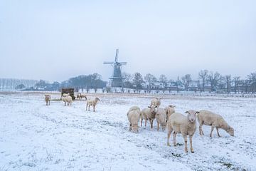Molen Prins van Oranje in de winter van Moetwil en van Dijk - Fotografie