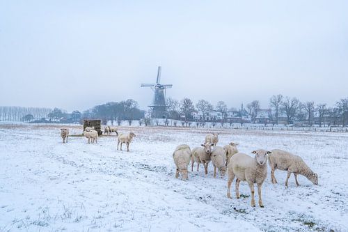 Molen Prins van Oranje in de winter