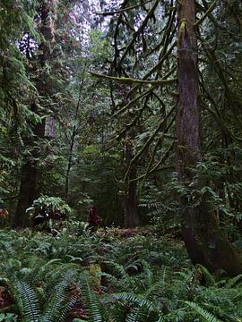 In het regenwoud van Cathedral Grove van Timon Schneider