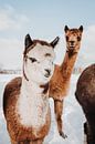 Alpaca by Yvette Smink thumbnail