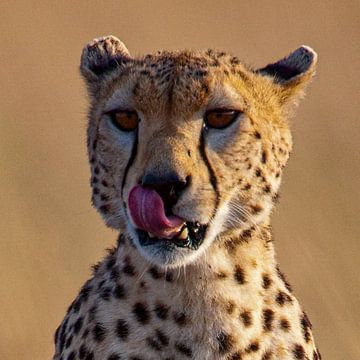 Cheetah playing w. tongue by Peter Michel