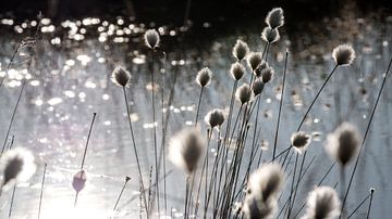 Herbe à coton sur Kurt Krause