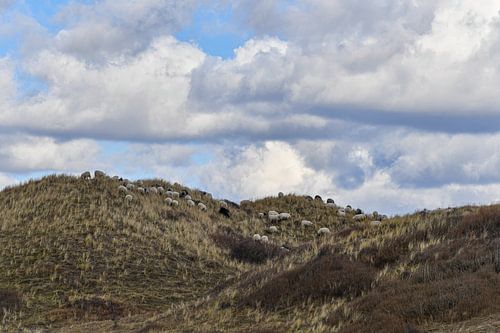 Begrazing in het duingebied