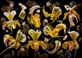 Banana orchidea by Olaf Bruhn