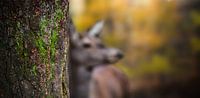 Moos am Baum
