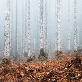 Bomen in de mist tijdens een mistige ochtend in het bos.