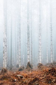 Trees in the mist during a misty morning in the forest.