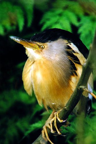 Vogel, Wouwaapje