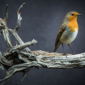 Vogel - roodborstje op een rustieke wortel van Jürgen Schmittdiel Photography