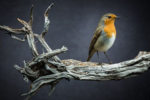 Vogel - roodborstje op een rustieke wortel