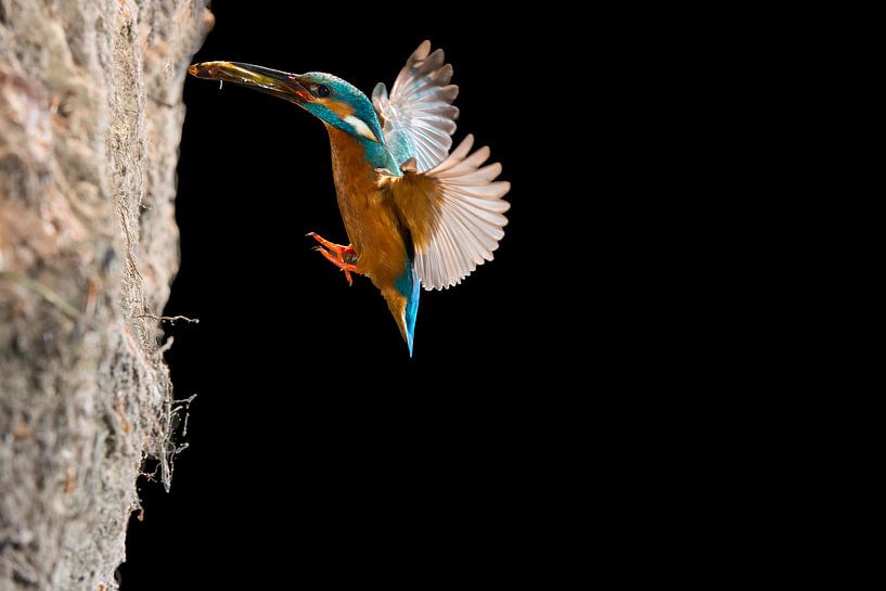Kingfisher photographed in the Throw by Jeroen Stel