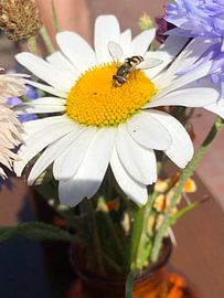 Marguerite mit Wespe von tania mol