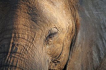 The Elephant - Africa wildlife  van W. Woyke