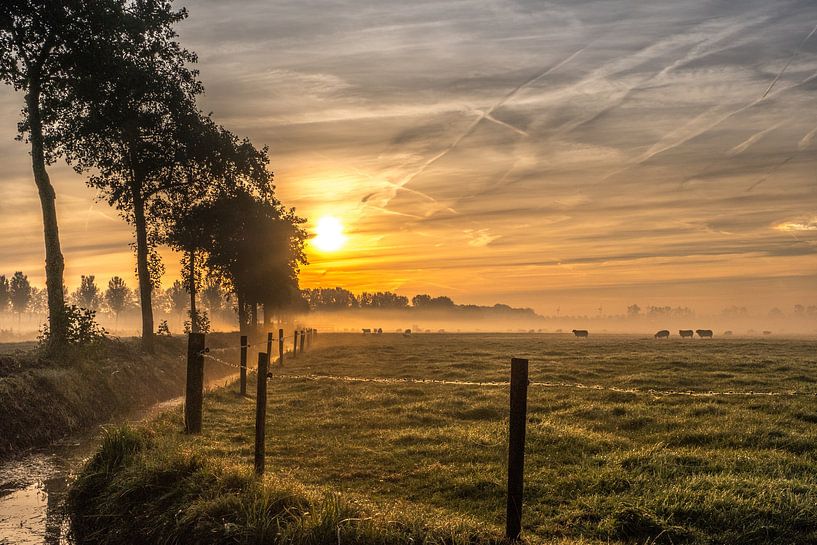 Schapen in de nevel von Moetwil en van Dijk - Fotografie