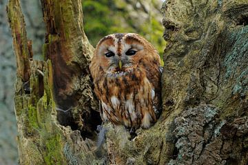 Uil, Bosuil van Paul van Gaalen, natuurfotograaf