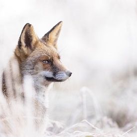 Renard d'hiver, une rencontre magique sur Monique van Genderen (in2pictures.nl fotografie)