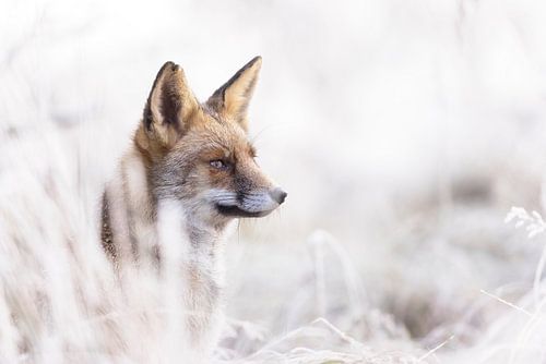 Winter vos, een magische ontmoeting van Monique van Genderen (in2pictures.nl fotografie)
