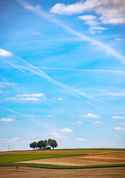 Bomen op het platteland. van Floyd Angenent