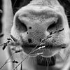 Neus van koe in zwart-wit van Jan Sportel Photography