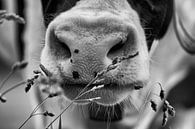 Nose cow in black and white par Jan Sportel Photography Aperçu