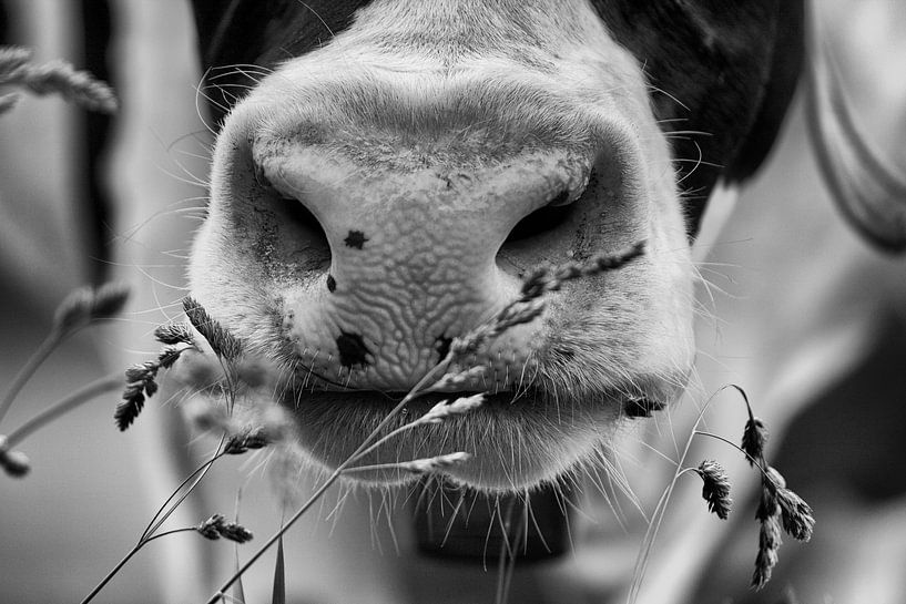 Nose cow in black and white par Jan Sportel Photography