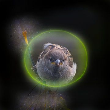 Sparrow flies through a hoop by Miny'S