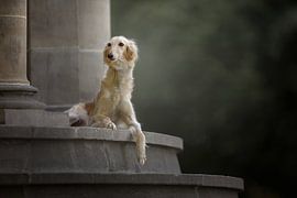 Castle stairs with dog by Nuelle Flipse