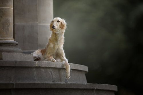 Castle stairs with dog