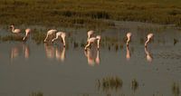 Flamingos van Vera Brok thumbnail
