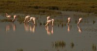 Flamingos
