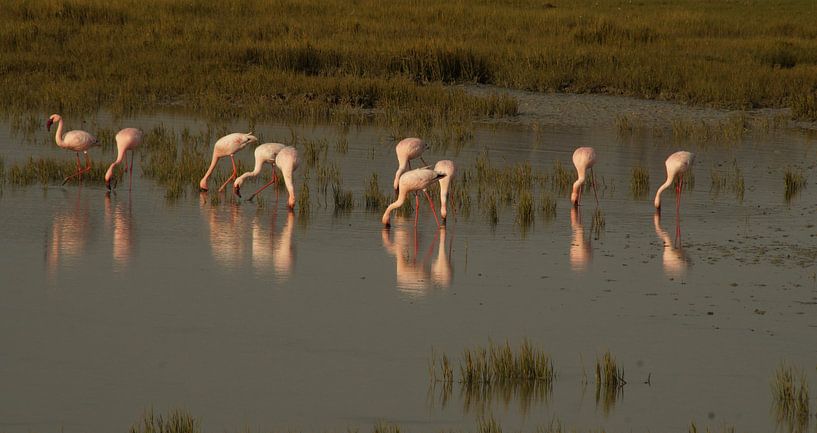 Flamingos van Vera Brok