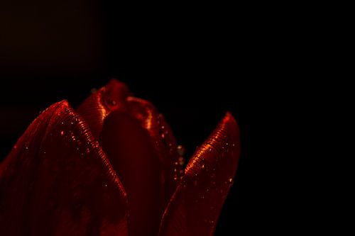 Valentine sur Linda Hanzen