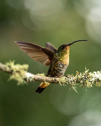 Aufsteigender Kolibri