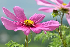 Cosmea Pink