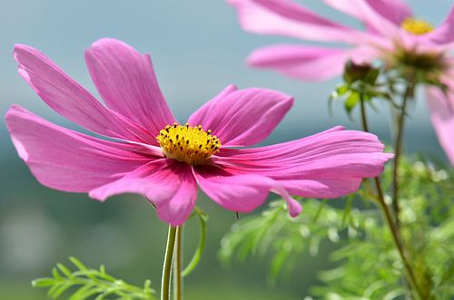 Cosmea rose