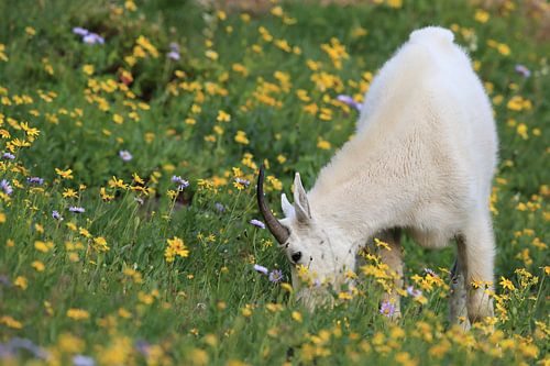 Schneeziege (Oreamnos americanus), Glacier National Park, Montana, Rocky Mountains,USA