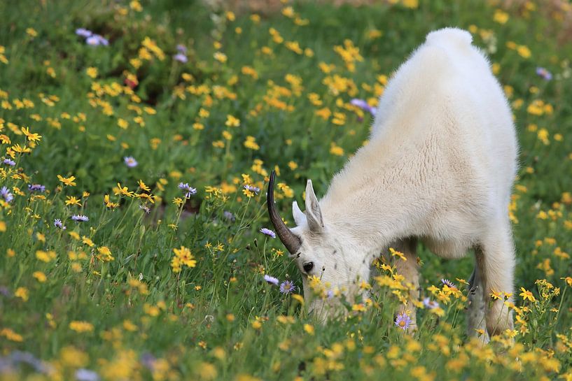 Schneeziege (Oreamnos americanus), Glacier National Park, Montana, Rocky Mountains,USA von Frank Fichtmüller