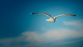 Je ne suis pas Jonathan sur Harry Cathunter