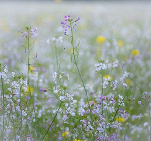 Wilde Blumen