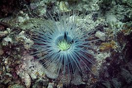Seeanemone @ Coron, Philippinen von Travel Tips and Stories
