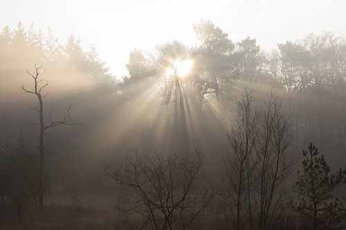 Zacht winterlicht bij zonsopkomst
