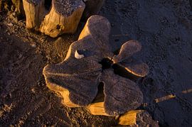 Epi individuel sur la mer Baltique sur Martin Köbsch