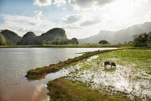 De Vinales-vallei in Cuba, een beroemde toeristenbestemming en een groot tabaksteeltgebied