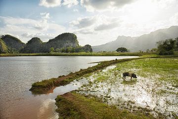 The Vinales Valley in Cuba, a famous tourist destination and a large tobacco growing area