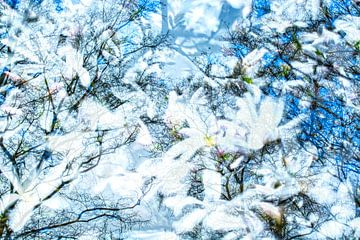 Blühender Frühlingsbaum | Naturfotografie von Nanda Bussers