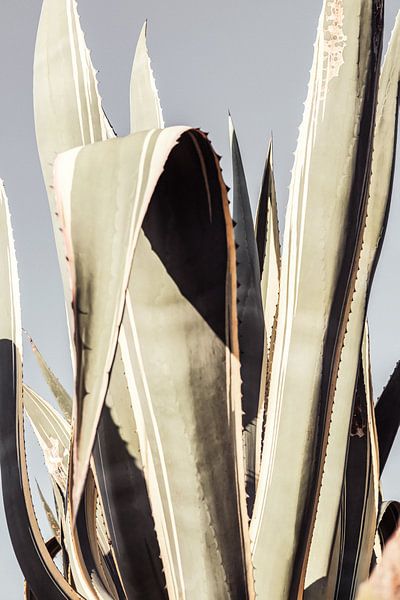 Agave_001 van Pictufy Studio III