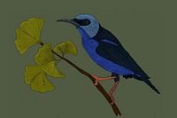 Violetter Zuckervogel und Gingko-Blatt