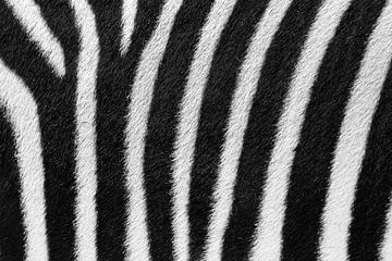 Zebrastrepen close up van Dennis van de Water